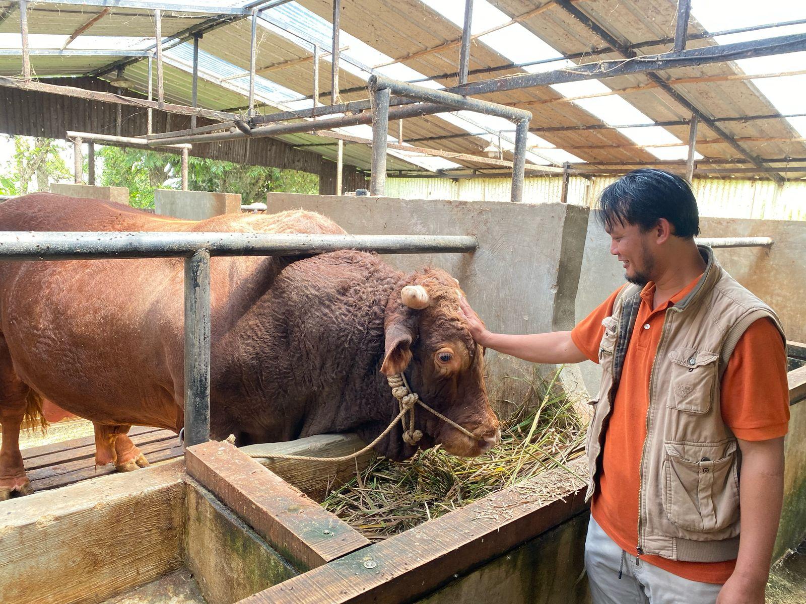 Sapi-seberat-13-Ton-milik-Peternak-Kabupaten-Bandung-Barat.jpg