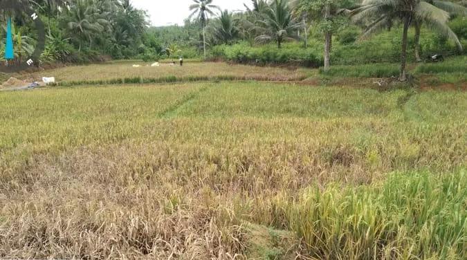 Sawah-di-Pangandaran-diserang-hama-wereng_2812023.jpg