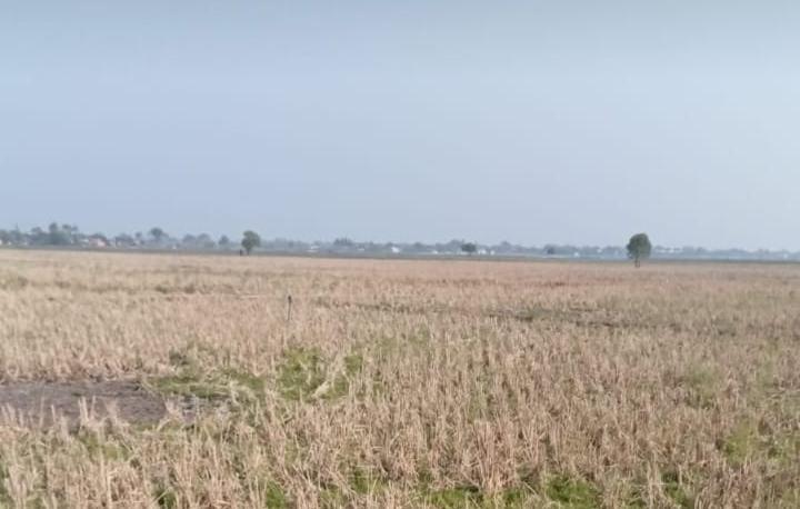Sawah-mengalami-kekeringan-di-Kampung-Sawah-Kabupaten-Karawang.jpg