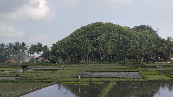 Petani Frustrasi Sawah di Tasikmalaya Terdampak Hama Wereng Cokelat, Semprot Pestisida Enggak Ngaruh