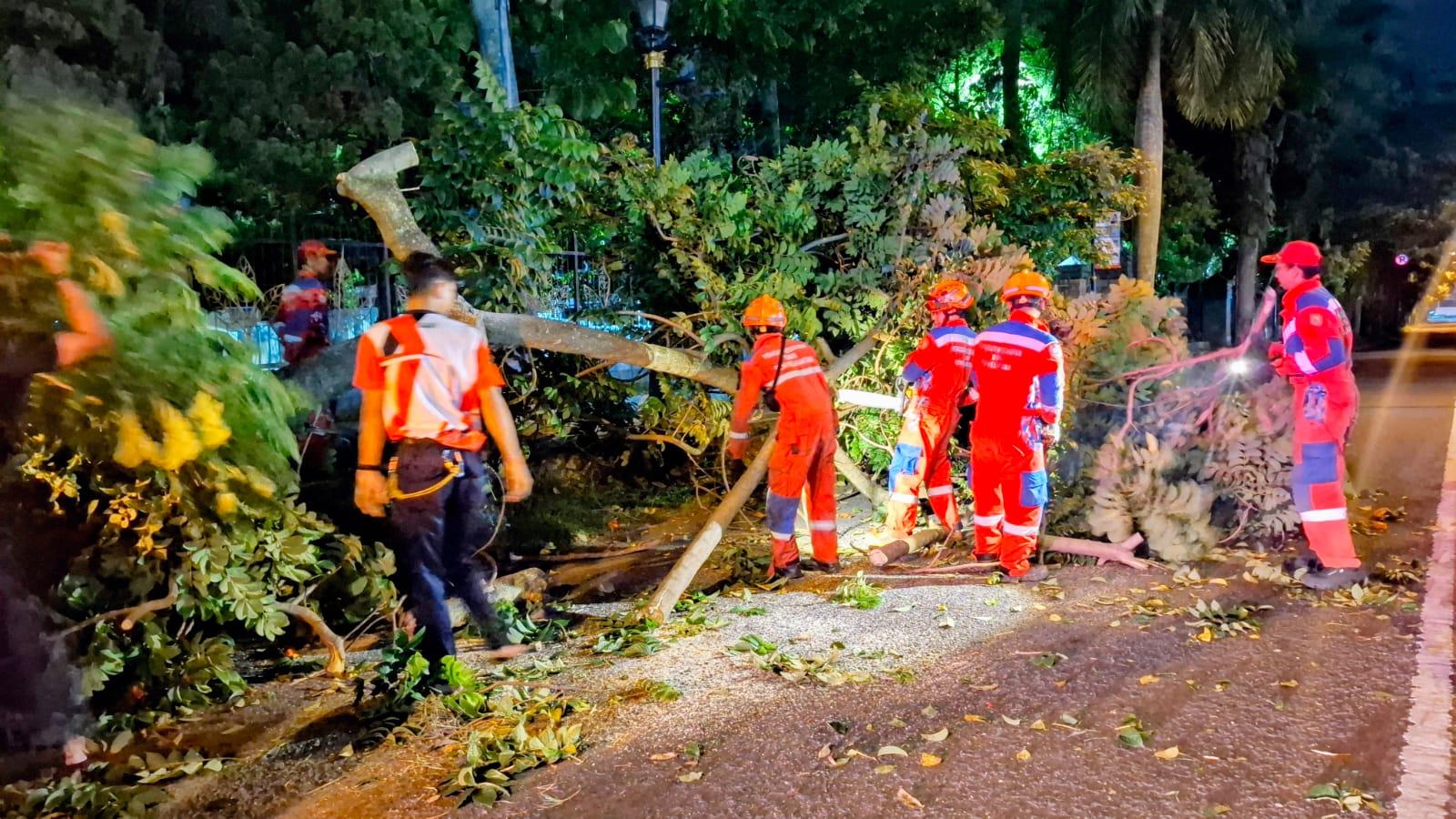 Pohon Setinggi 10 Meter Tumbang di Kabupaten Bandung, Timpa Mobil Dump Truk