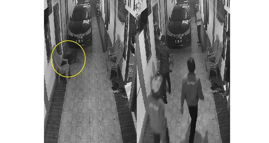 Viral Seekor Babi Masuk Rumah Ketua DPRD Kuningan Terekam Kamera, Kaki Depan dan Belakangnya Beda