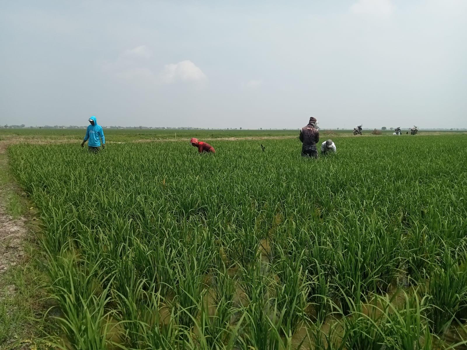 Sejumlah-petani-di-Kabupaten-Karawang-kesulitan-mendapatkan-pupuk-subsidi.jpg