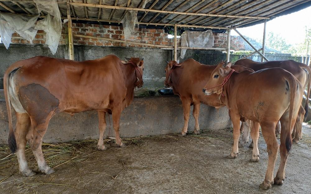 Sapi Kurban di Sukabumi Jadi Langganan Pejabat, Harga Variatif Mulai Rp17,5 Juta Per Ekor