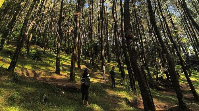 Suasana-hutan-pinus-di-wisata-alam-Ujung-Aspal-Kiarapedes-Kabupaten-Purwakarta.jpg