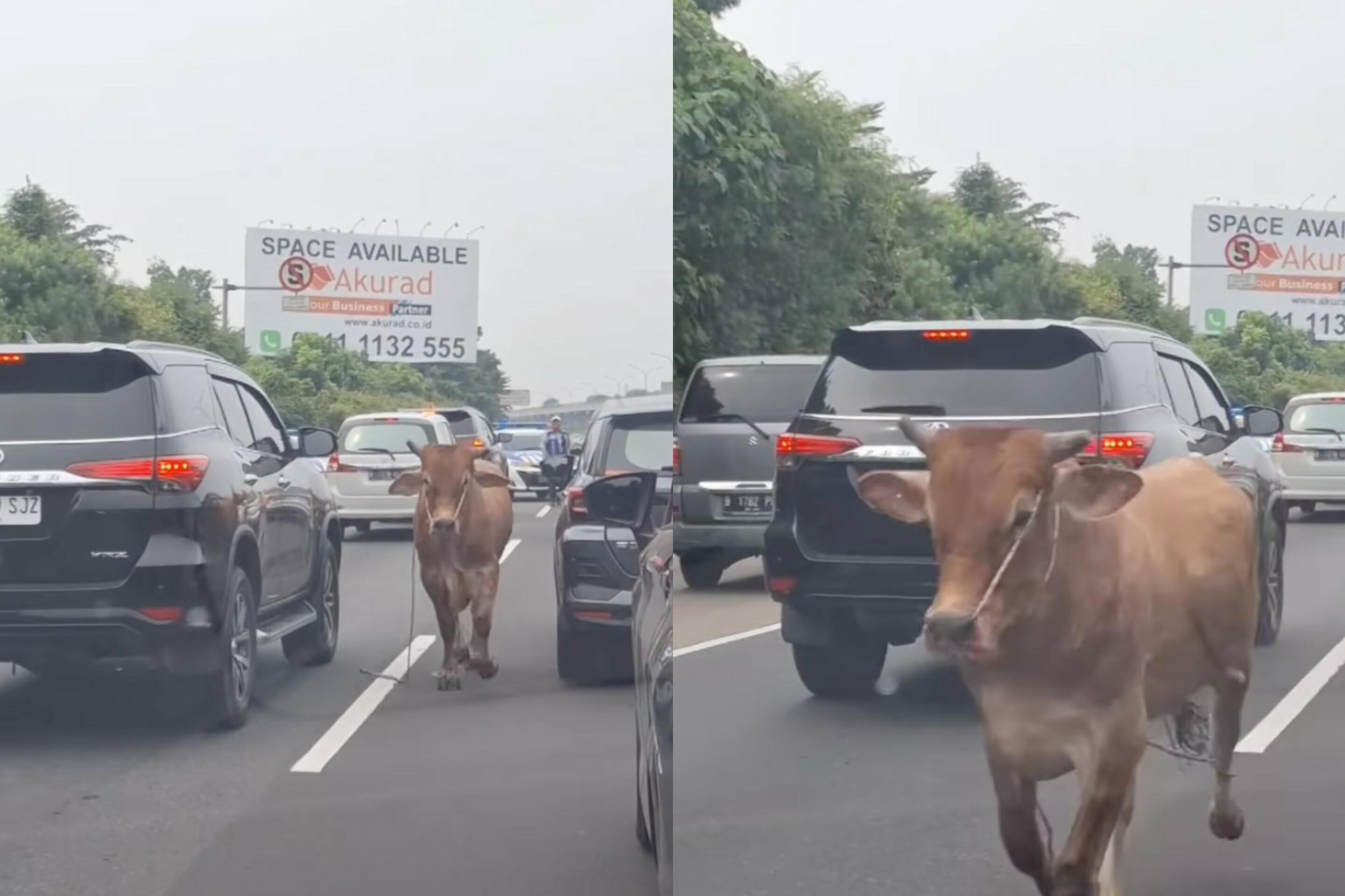 Viral-Sapi-Lepas-di-Jalan-Tol-Jagorawi-Petugas-Kewalahan-Saat-Evakuasi.jpg