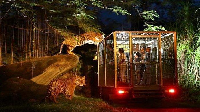 Wisata-night-safari-atau-safari-malam-di-Taman-Safari-Bogor.jpg