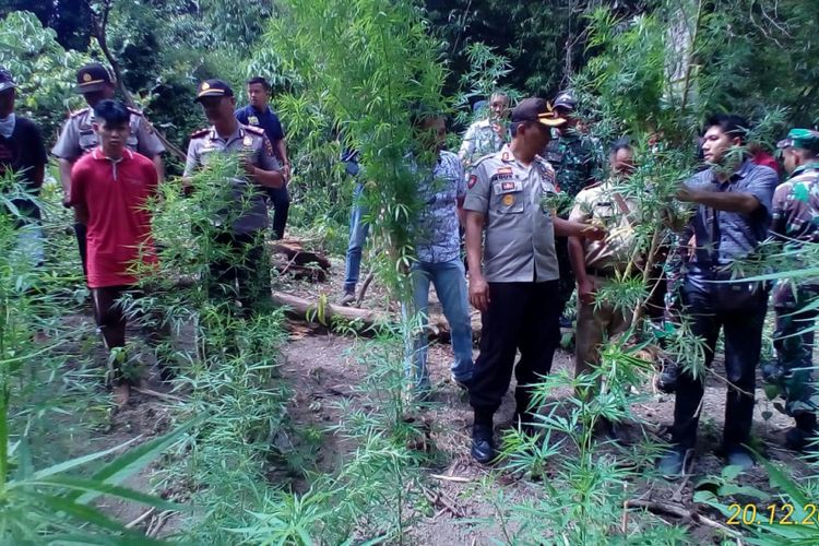 Kebun Ganja Seluas 2 Hektare Ada di Wilayah Taman Nasional Kerinci, Sebagian Ganja Sudah Dipanen