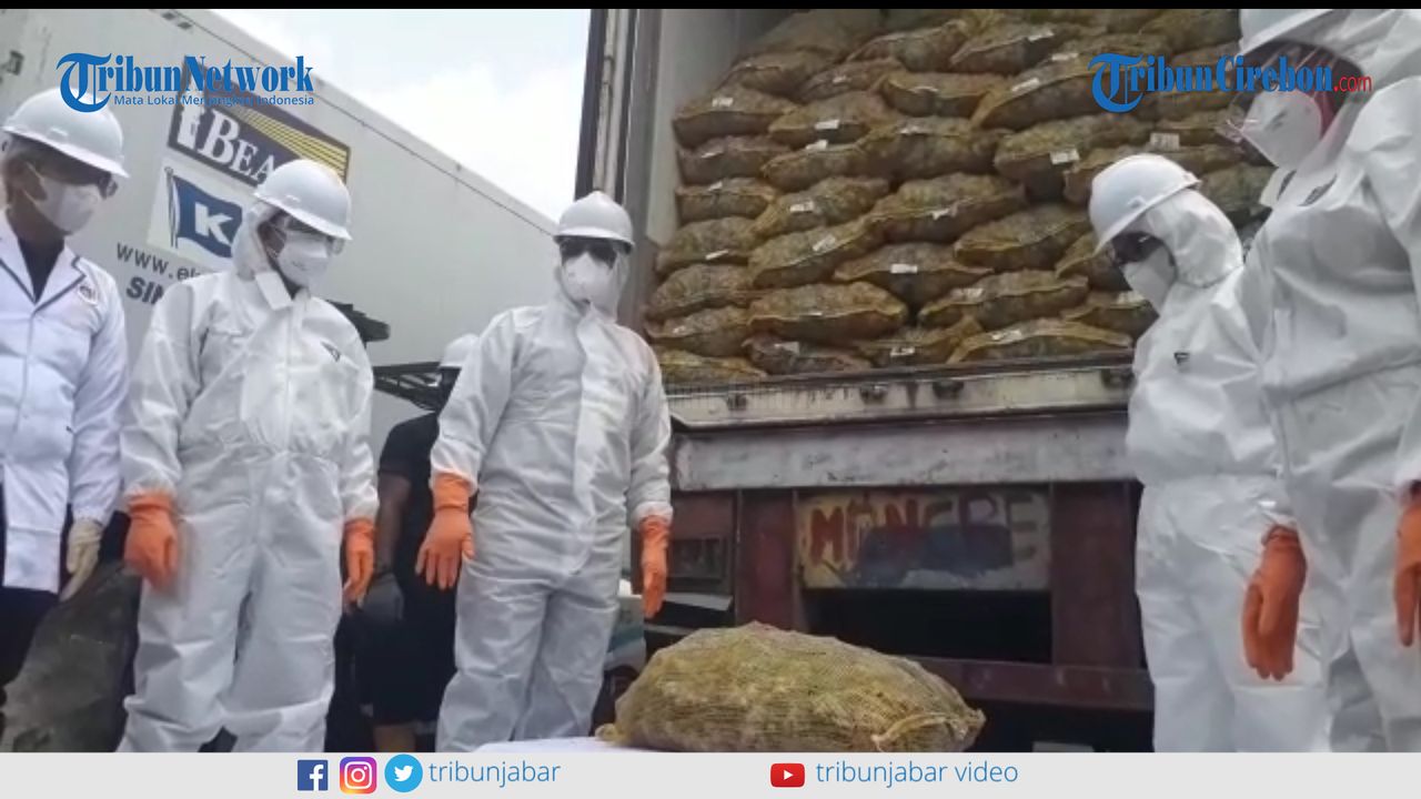 berantan-kementrian-pertanian-musnahkan-108-ton-jahe-impor.jpg