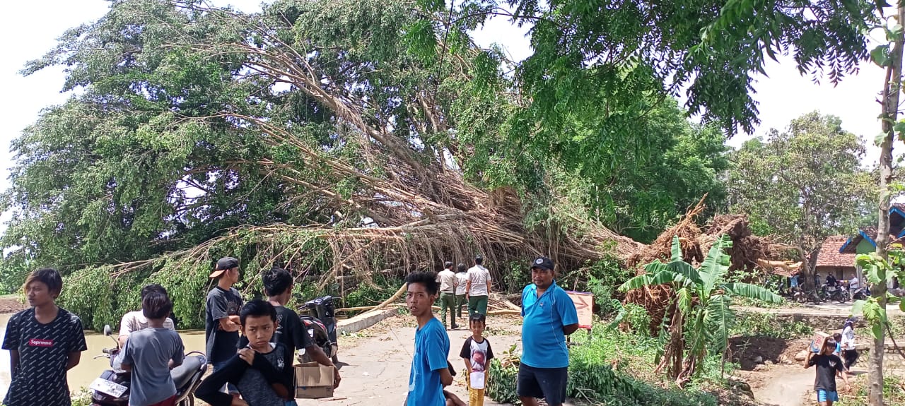 Pohon Beringin Raksasa di Indramayu Tumbang Akibat Puting Beliung, Membuat Akses Desa Lumpuh