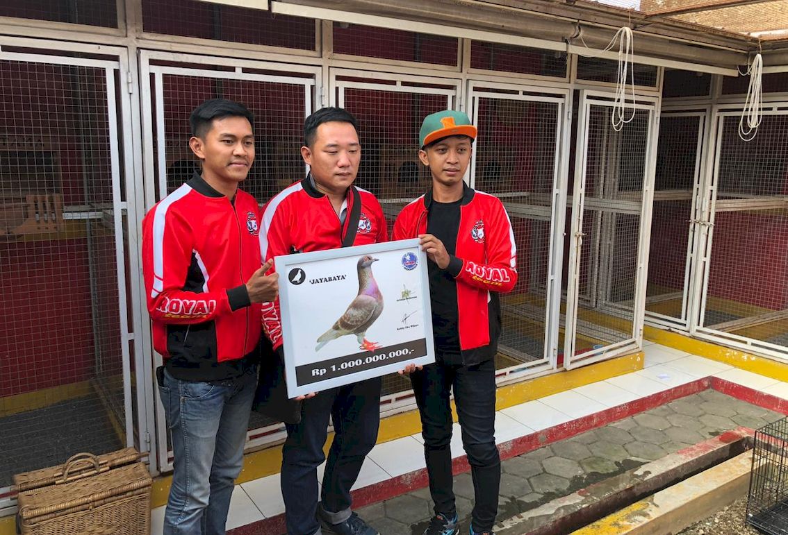 burung-merpati-seharga-1-miliar.jpg