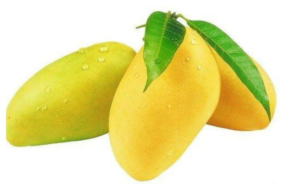 Penderita Diabetes Perlu Tahu, Daun Mangga Bisa Turunkan Gula Darah, Begini Cara Mengolahnya