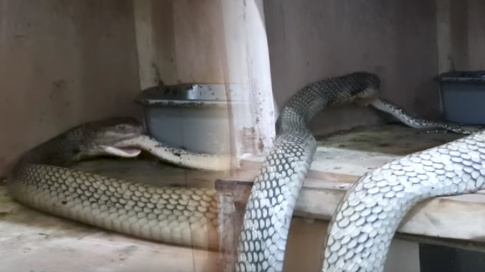 Yalangoch rossiyalik ayollarning eshaklaridagi suti chiqqan fotosuratlari