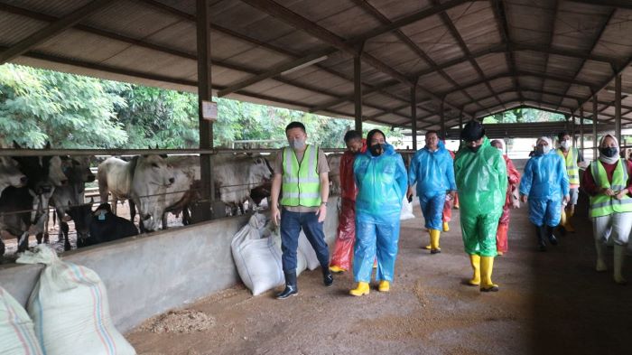 Kabar Gembira buat Warga Subang, 4.000 Ekor Sapi Dinyatakan Sehat, Tak Ada yang Tertular PMK
