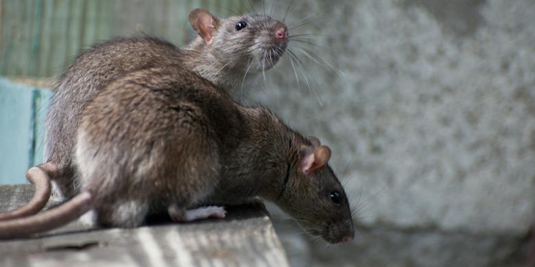 Cara Gampang Usir Tikus dari Rumah Anda, Salah Satunya Pangkas Semak-semak