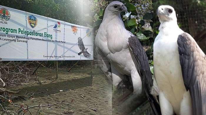 elang-laut-dada-putih-dengan-nama-latin-haliaeetus-leucogaster.jpg