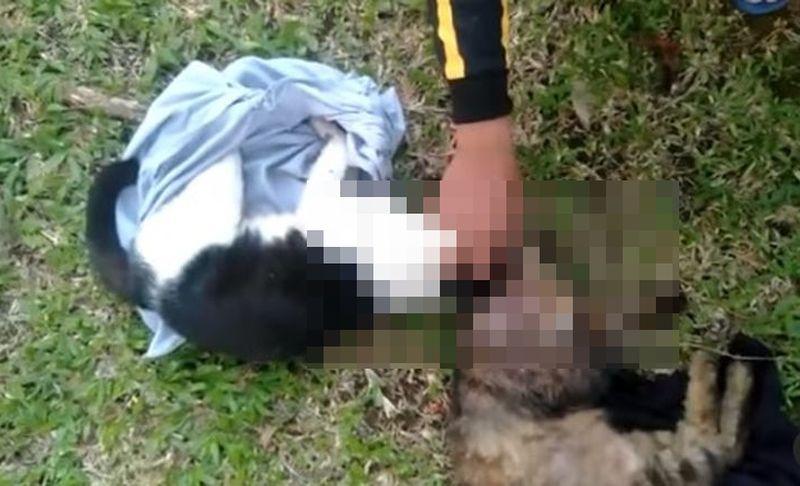 Rumah Singgah Clow: Ada 4 Kucing yang Mati Ditembak dan Akan Diautopsi, Dua Selamat Tengah Dirawat