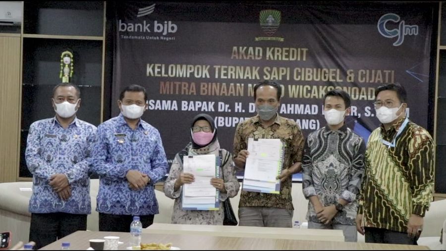 Peternak Sapi di Sumedang Jadi Pilot Project KUR Bank bjb