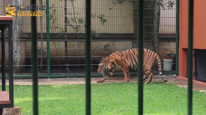 eshan-harimau-benggala-milik-alshad-sepupu-raffi-ahmad.jpg