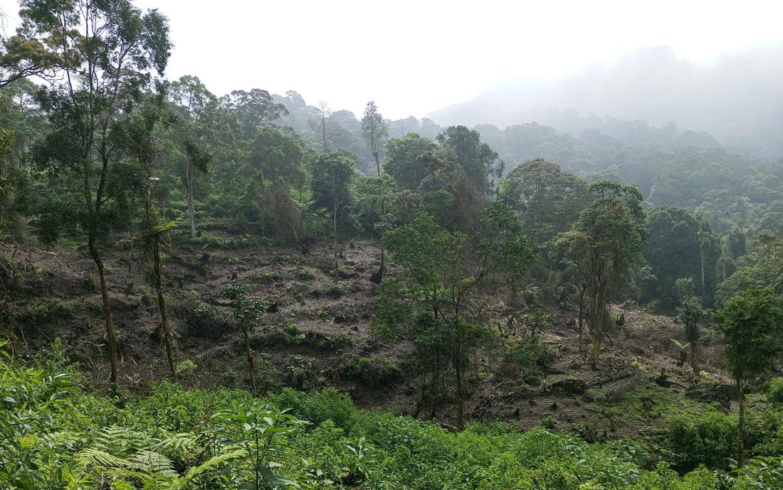 Hutan Gunung Salak Gundul Akibat Pembalakan Liar, Warga Cidahu Sukabumi Terancam Bencana