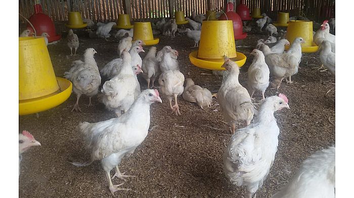 harga-ayam-broiler-di-peternak-terpuruk-sekretaris-p2ap-terjadi-tak-hanya-di-jabar.jpg