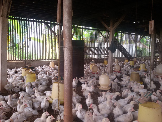 Ramadan Sembilan Hari Lagi - Harga Daging Ayam Potong Sudah Tembus Angka Rp 42.000/Kg