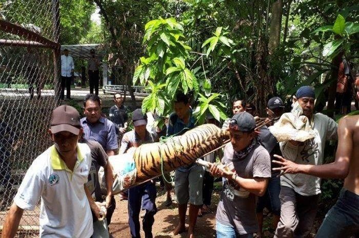 2 Harimau di Kebun Binatang Semarang Lepas dari Kandangnya, Petugas Lari Tunggang-langgang