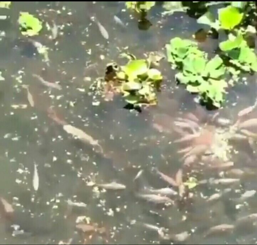 heboh-video-viral-ada-kolam-ikan-di-dalam-stadion-gbla-bandung-saking-tak-terurus.jpg