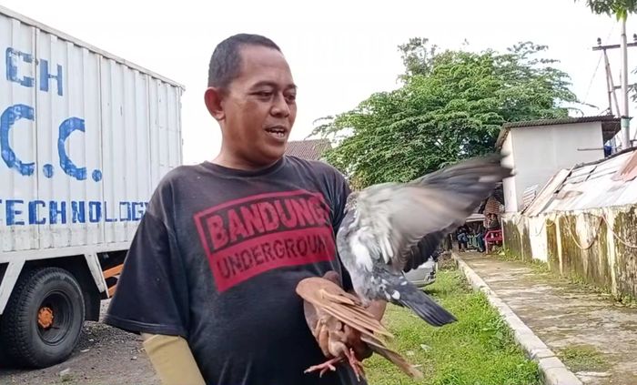 Harga Jual Burung Merpati Kelas di Kuningan Bisa Tembus Rp 1 Juta, Begini Tips Merawatnya