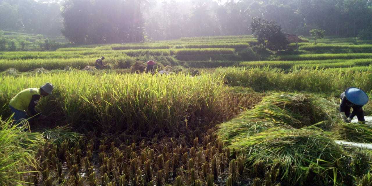 April 2020, Produksi Padi Purwakarta Surplus 12 Ribu Ton