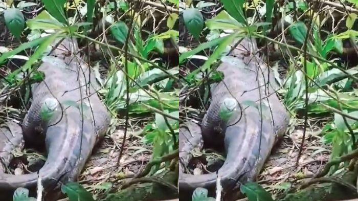 Viral Video Ibu Tewas Ditelan Ular Piton di Sidrap, Dilaporkan Hilang saat Jual Hasil Panen