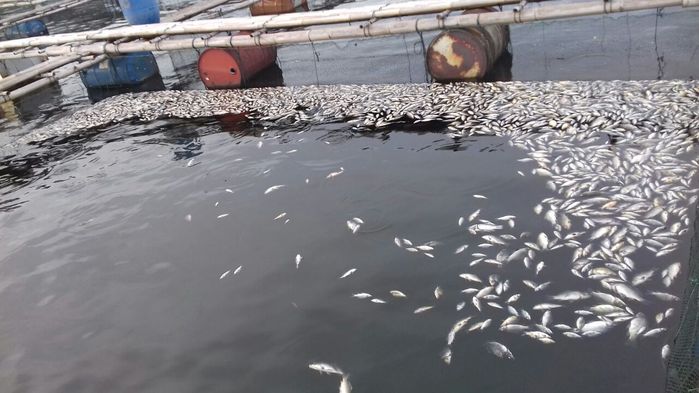 ikan-di-kolam-keramba-jaring-apung-kja-di-bendungan-mati-cuaca-ekstrem_20171203_163552.jpg