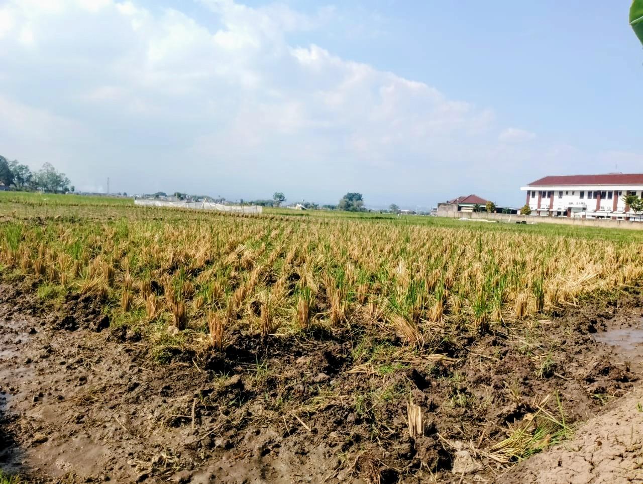 Delapan Kabupaten/Kota di Jabar Kekeringan, Lebih dari 25 Ribu Warga Kekurangan Air Bersih - Tribunjabar.id