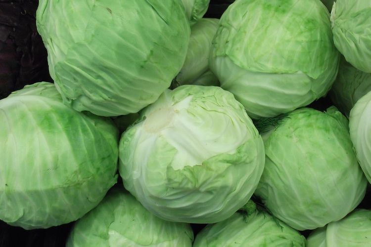 ilustrasi-sayur-kol-atau-kubis.jpg