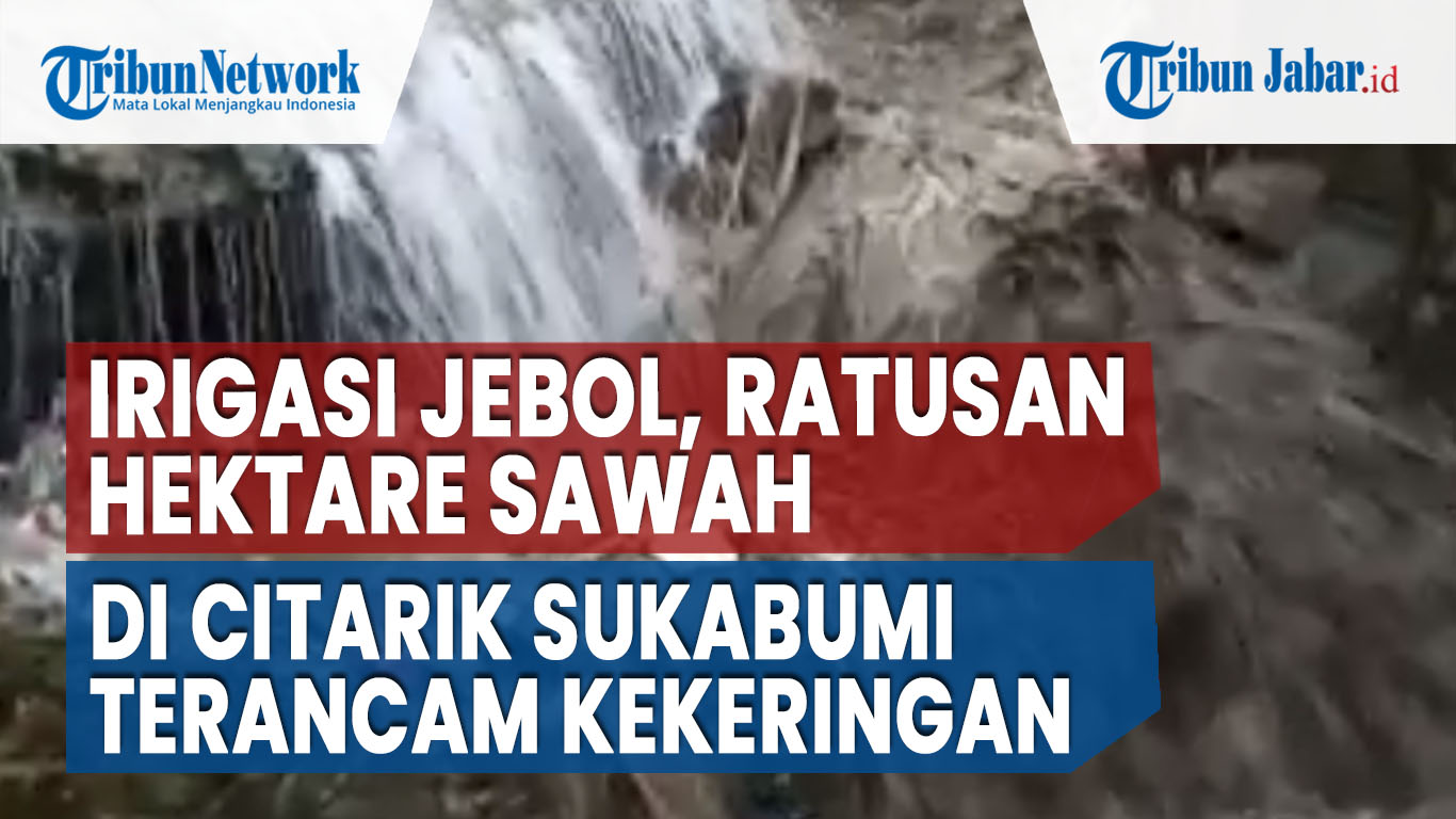 irigasi-jebol-ratusan-hektare-sawah-di-citarik-sukabumi-terancam-kekeringan-2.jpg