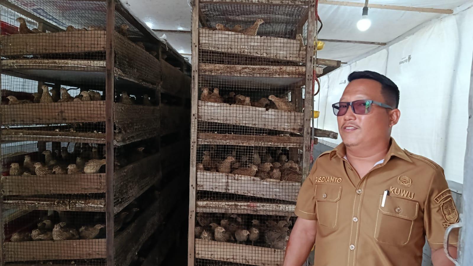 Kisah Desa di Cirebon Sukses Berternak Burung Puyuh lewat Inovasi Kandang Modern