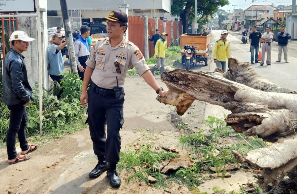 Tak Ada Angin dan Hujan, Pohon Mahoni di Maribaya Lembang Tumbang Hingga Menutupi Jalan