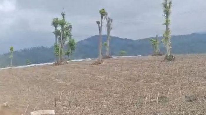 Dedi Mulyadi Minta Pelaku Ditetapkan Tersangka Perusakan Kebun teh, Polda Jabar: Masih Disidik