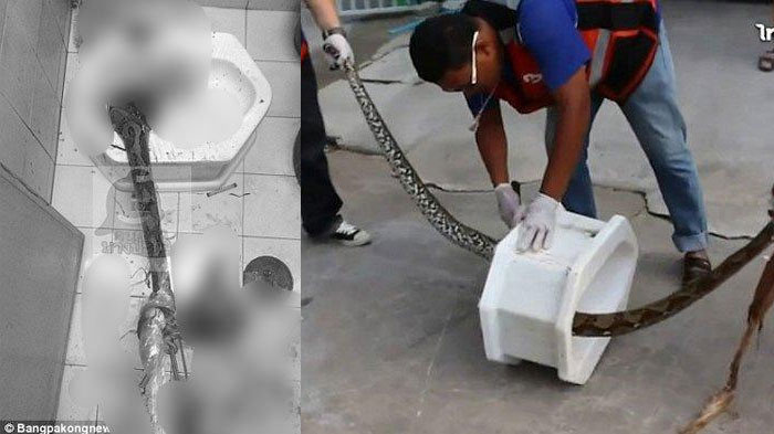 Kisah Pria yang Kemaluannya Dipatuk Ular Piton, Reptil Itu Tiba-tiba Muncul dari Lubang Toilet
