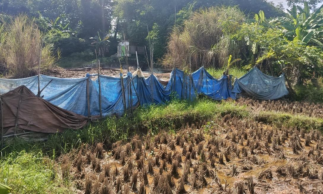 Cirebon Mulai Terasa Kering, Dinas Pertanian 'Gaspol' Siagakan Pompa dan Benih Tahan Kemarau