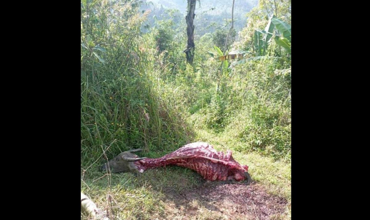 Misteri Tulang Kerbau di Tengah Hutan Garut Selatan Terjawab, Polisi Sebut Ini Kasus Paling Rumit