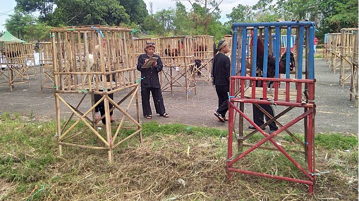 kontes-ayam-pelung-di-cianjur-sabtu-3032019.jpg