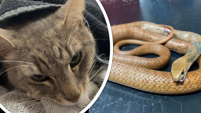 Viral Kucing Selamatkan Majikan dari Ular Paling Berbisa di Dunia, Mati Setelah Pingsan Berkali-kali