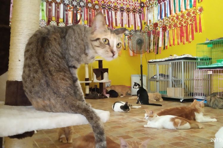 PEMUDA Ini Tertawa Girang Setelah Ledakan Petasan di Anus Kucing, Kini Diburu Polisi