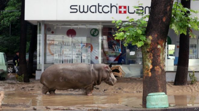 Turis Asal Taiwan Tewas Digigit Kuda Nil, Begini Kronologisnya