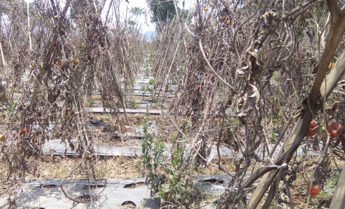 Musim Kemarau Panjang, Petani Tomat Kecamatan Lembang Merugi