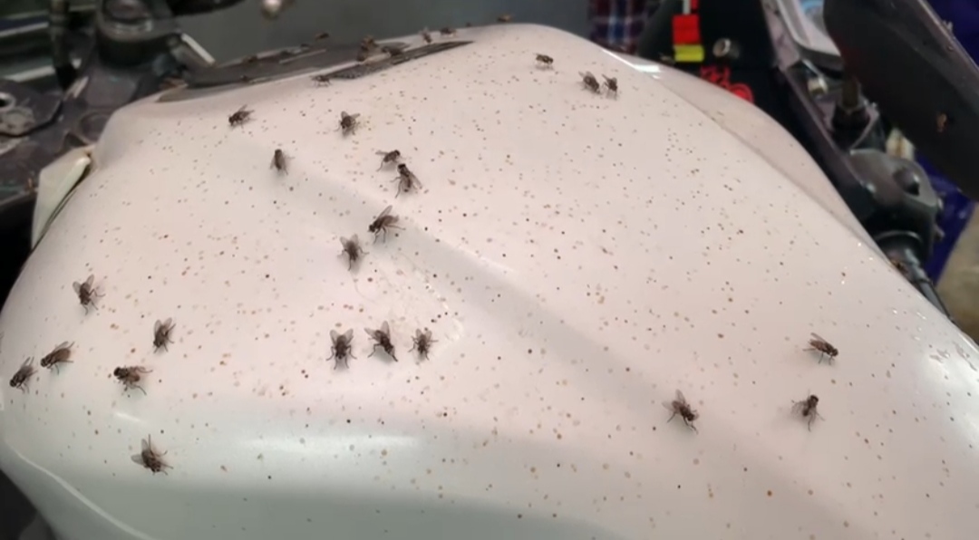 Warga Cipatat Bandung Barat Resah, Tiap Hari Diserang Ribuan Binatang Kecil yang Beterbangan Ini