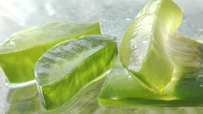lidah-buaya-untuk-kecantikan.jpg