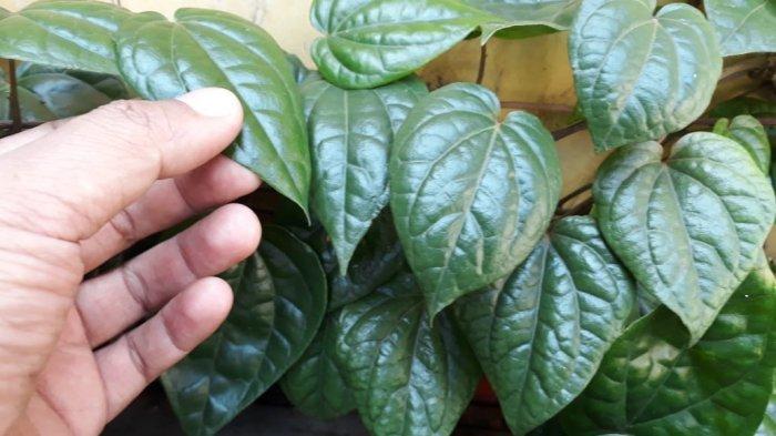 manfaat-daun-sirih-sebagai-obat-tradisional.jpg
