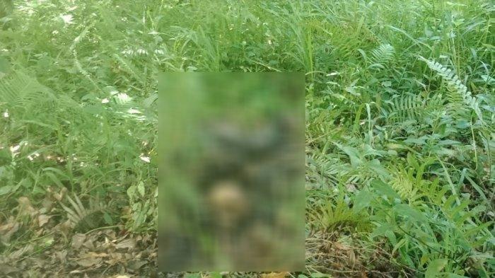 Sesosok Mayat Ditemukan di Semak-semak, Kepala Tinggal Tengkorak, Tubuh Bagian Bawah Utuh